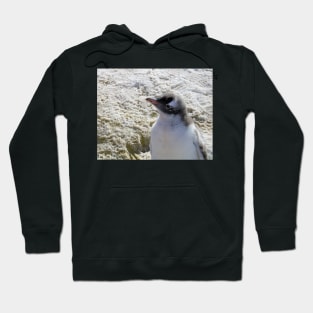 Gentoo penguin chick Hoodie